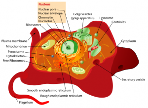 Cell Structure Resembles Factory