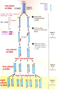 PCR - Polymerase Chain Reaction Diagram