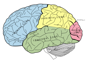 Human brain broadcasts scalar energy.