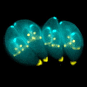 Scalar energy disassembles toxoplasmosis gondii